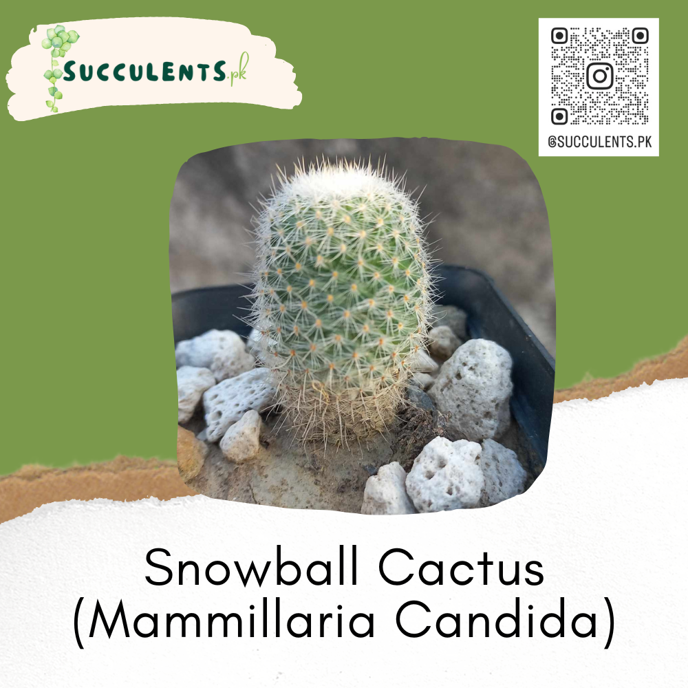 Mammilloydia Candida (Snowball Cactus)