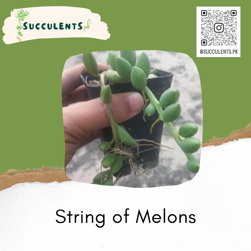 String of Melons