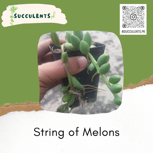 String of Melons