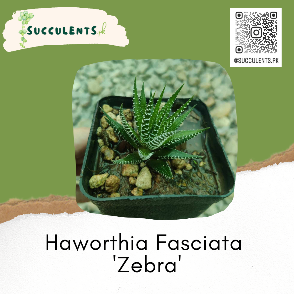 Haworthia Fasciata 'Zebra' Plant