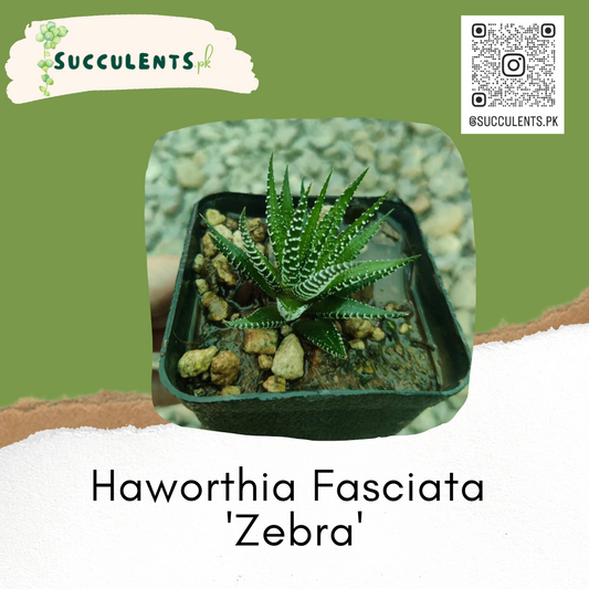 Haworthia Fasciata 'Zebra' Plant