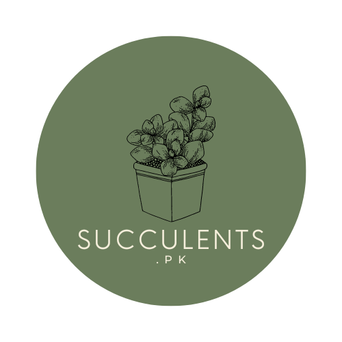 Succulents.pk