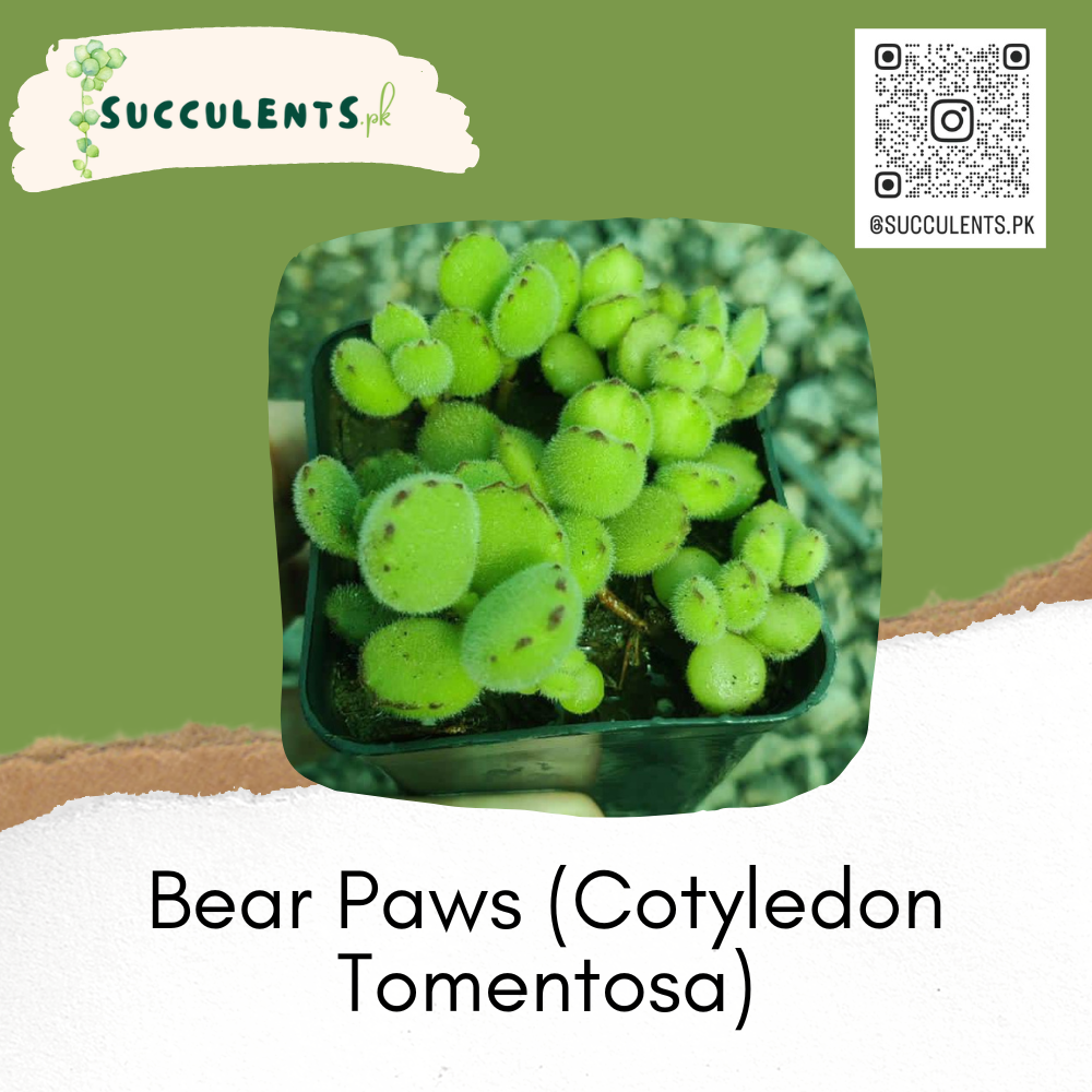 Bear Paws (Cotyledon Tomentosa)