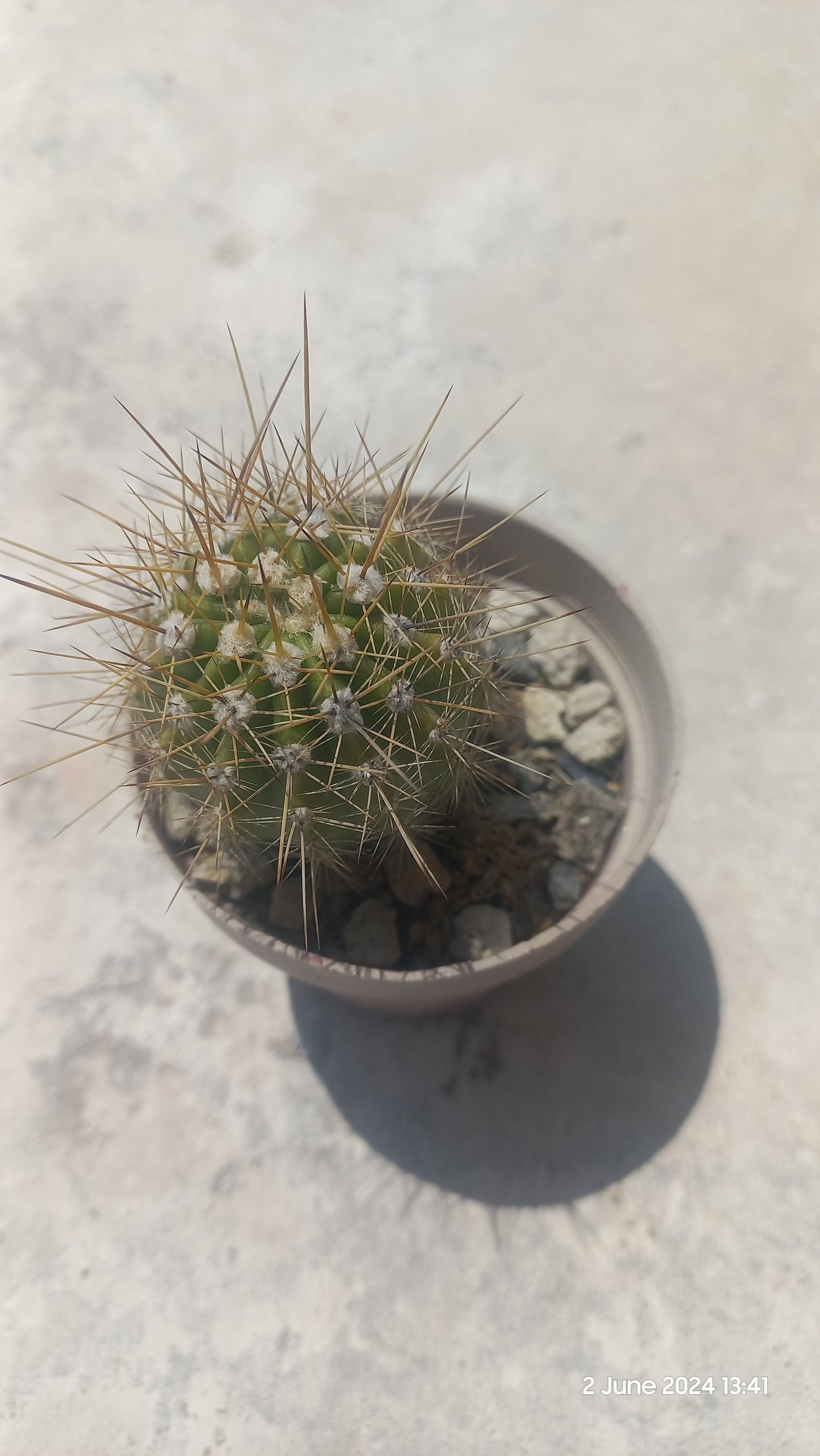 Echinopsis Cactus