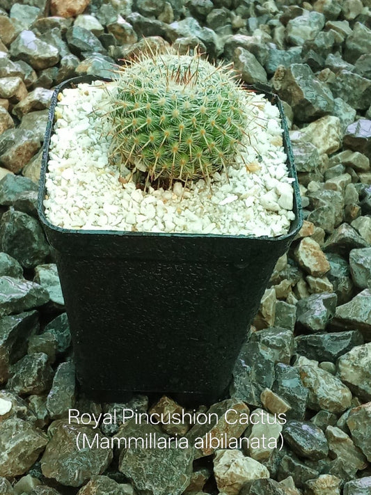 Royal Pincushion Cactus