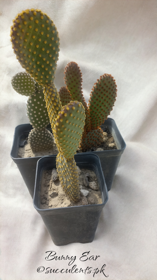 Bunny Ear Cactus