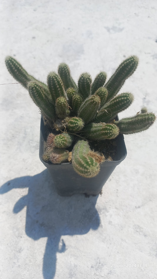 Peanut Cactus