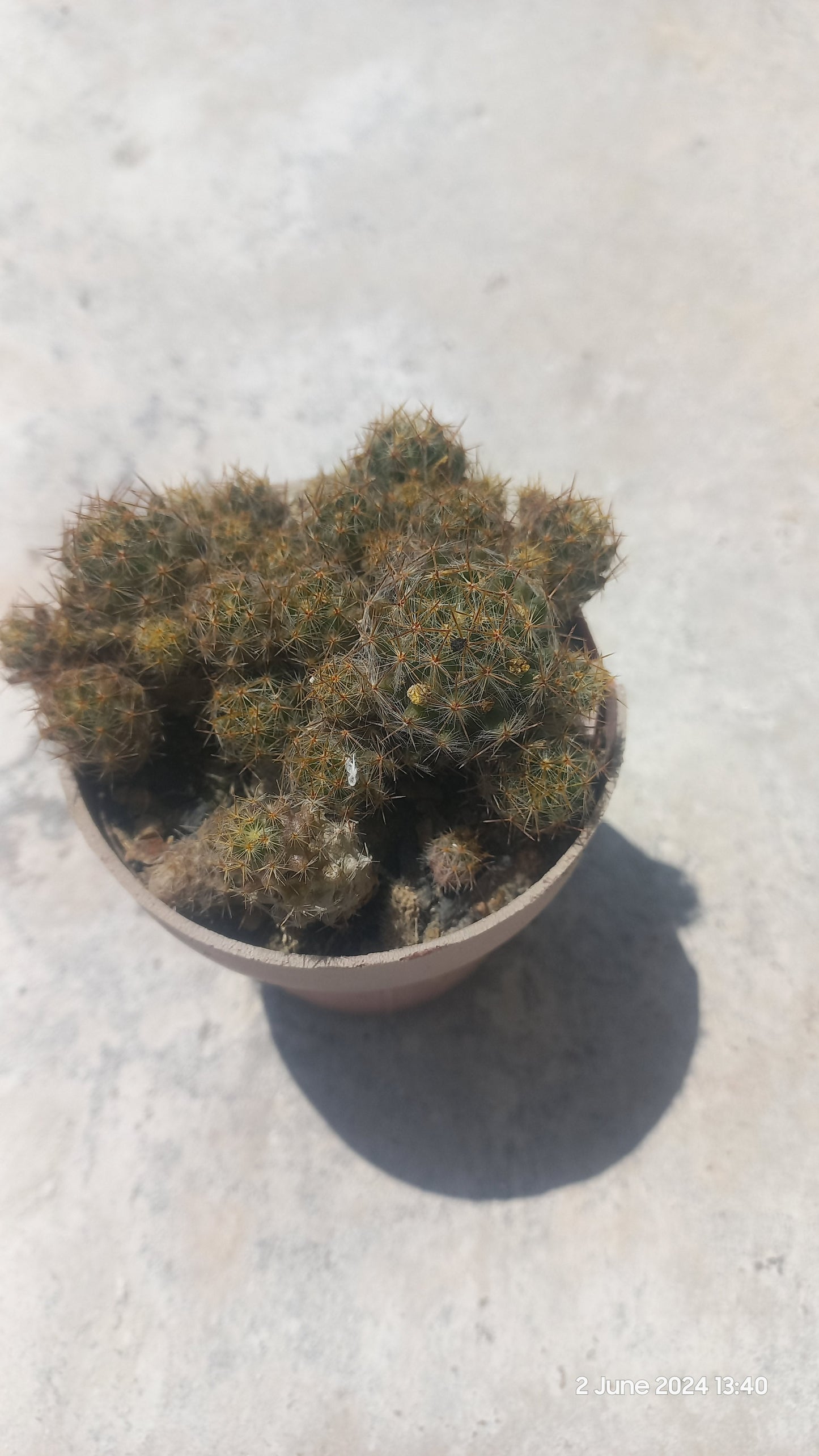 Mammalaria Prolifera Cactus