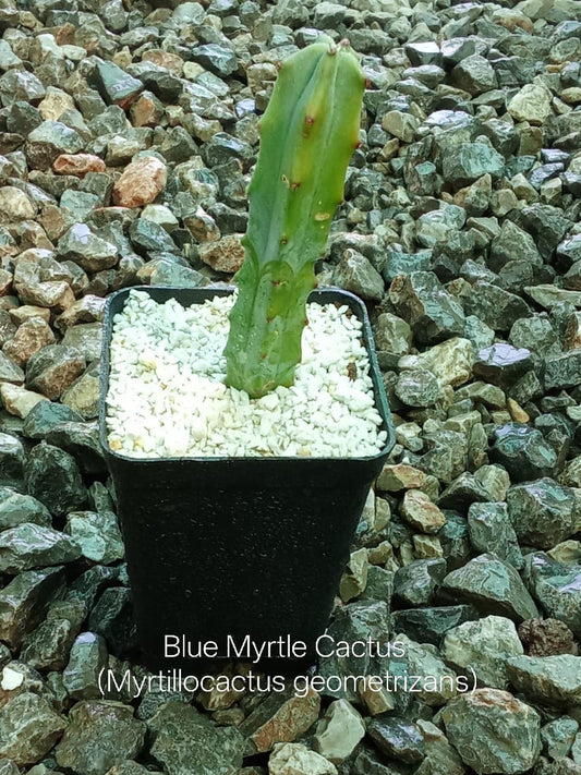 Blue Myrtle Cactus