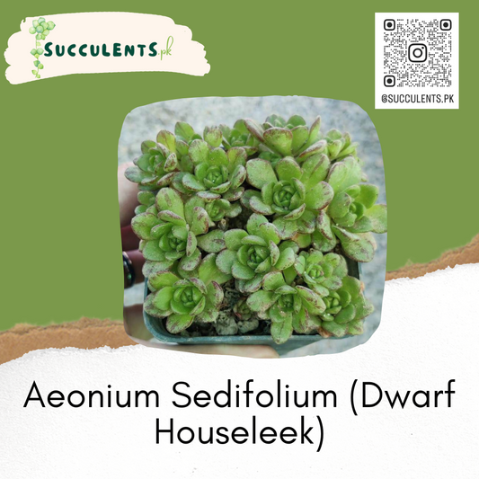 Aeonium Sedifolium (Dwarf Houseleek)