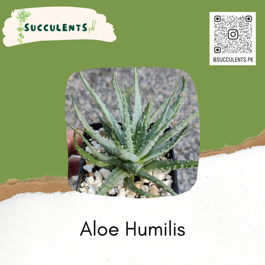 Aloe Humilis