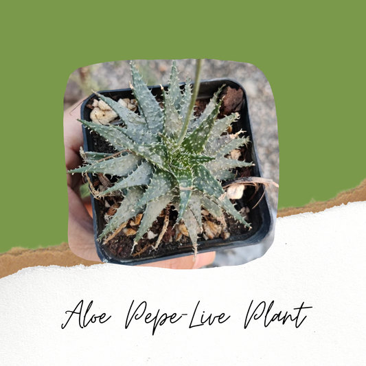 Aloe Pepe