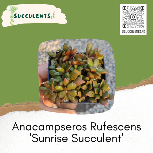 Anacampseros Rufescens 'Sunrise Succulent'