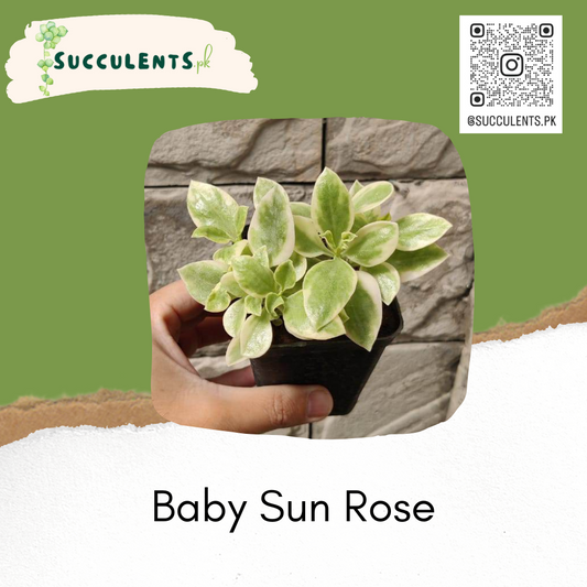 Variegated Baby Sun Rose