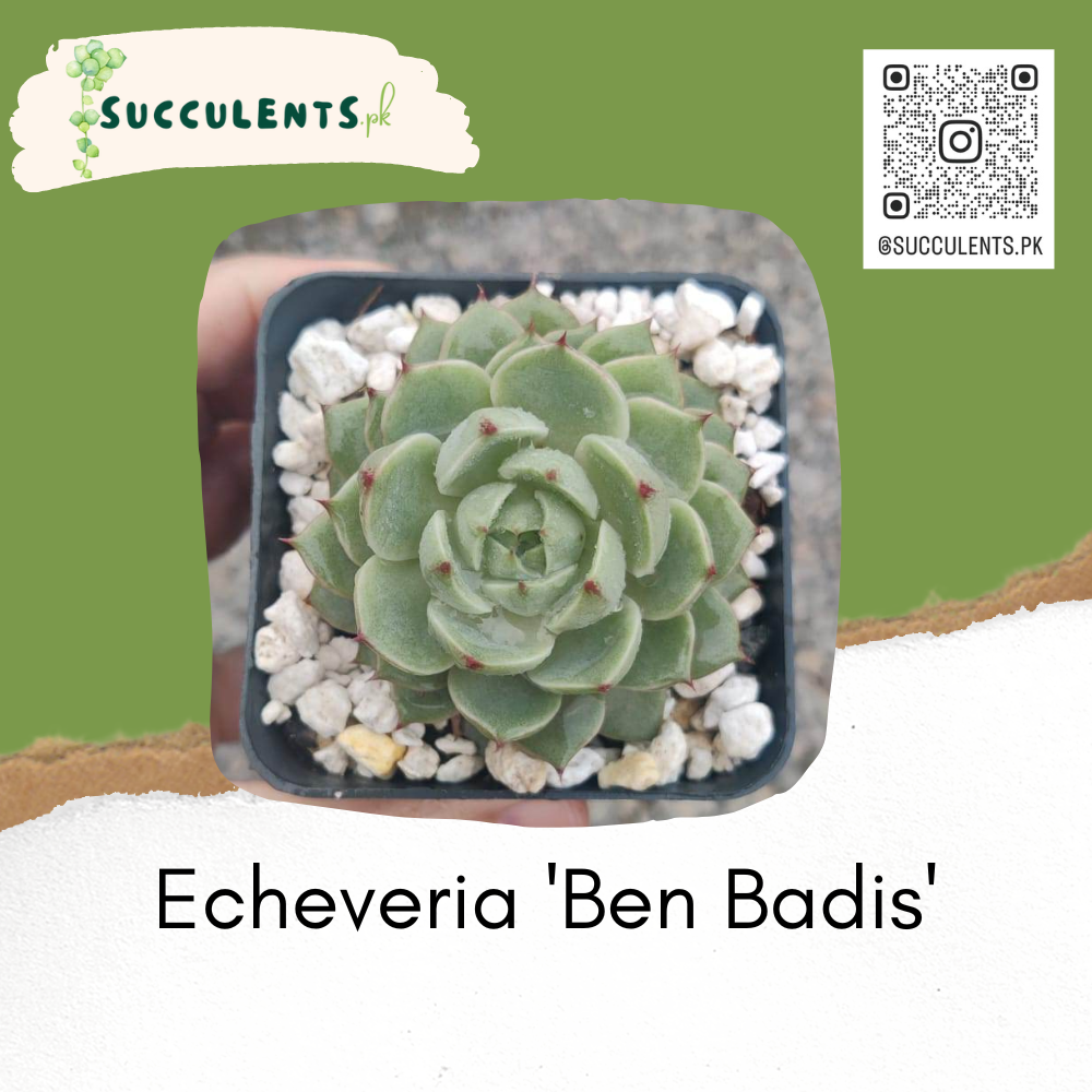 Echeveria 'Ben Badis'-Live Succulent Plant