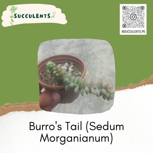 Burro's Tail (Sedum Morganianum)