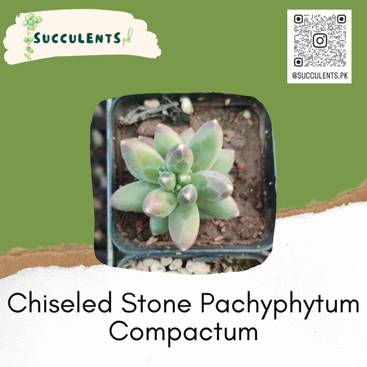 Chiseled Stone Pachyphytum Compactum- Succulent Plant