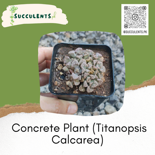 Concrete Plant (Titanopsis Calcarea)