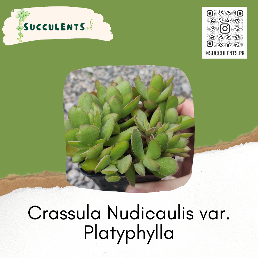 Crassula Nudicaulis var. Platyphylla