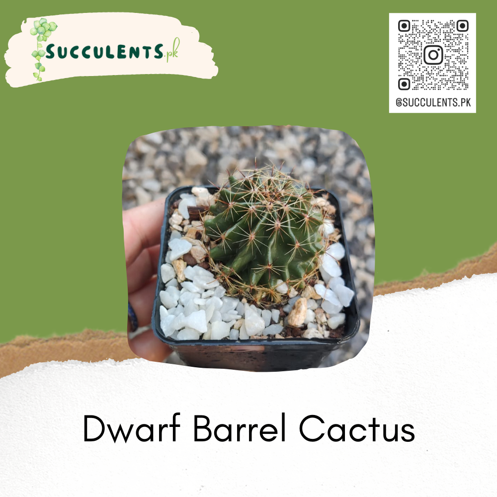 Dwarf Barrel Cactus