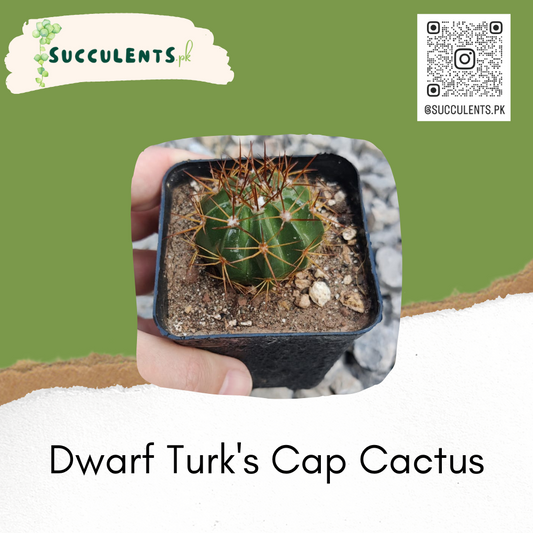 Dwarf Turk's Cap Cactus