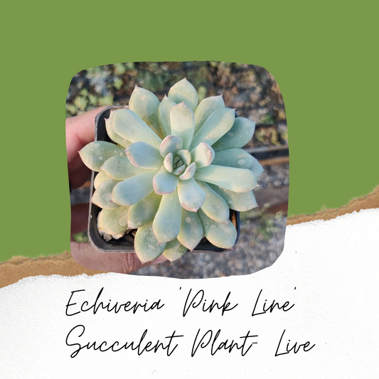 Echeveria 'Pink Line' Succulent Plant