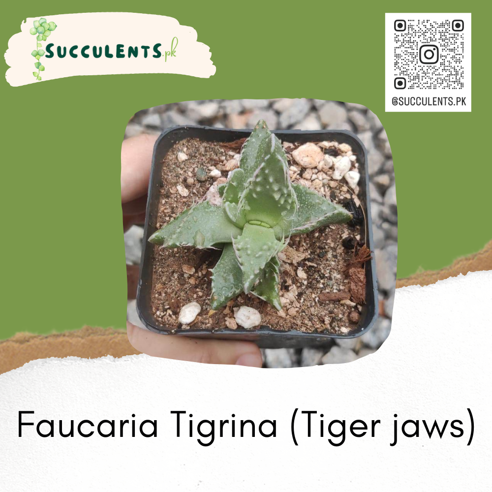 Faucaria Tigrina (Tiger jaws)