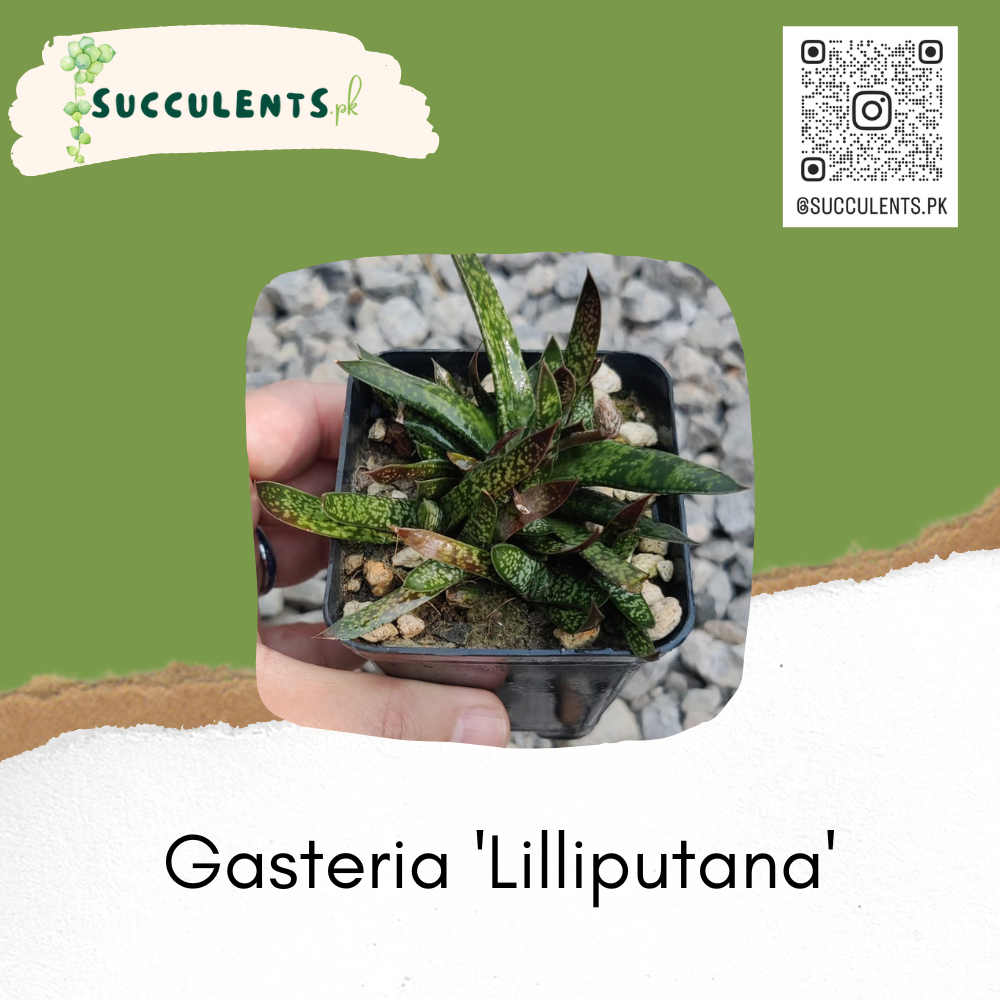 Gasteria 'Lilliputana'