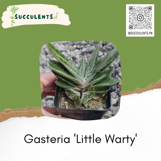 Gasteria 'Little Warty'