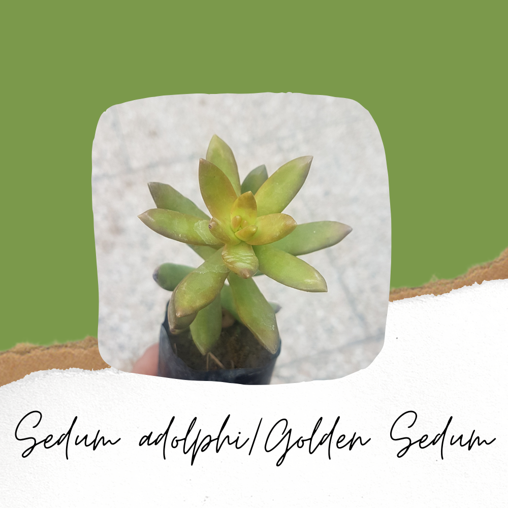 Sedum Nussbaumerianum/ Sedum adolphi/Golden Sedum - Succulent Plant