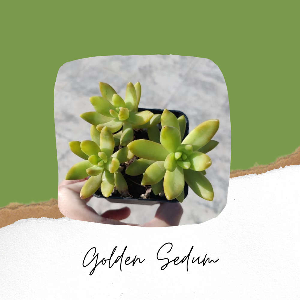 Sedum Nussbaumerianum/ Sedum adolphi/Golden Sedum - Succulent Plant