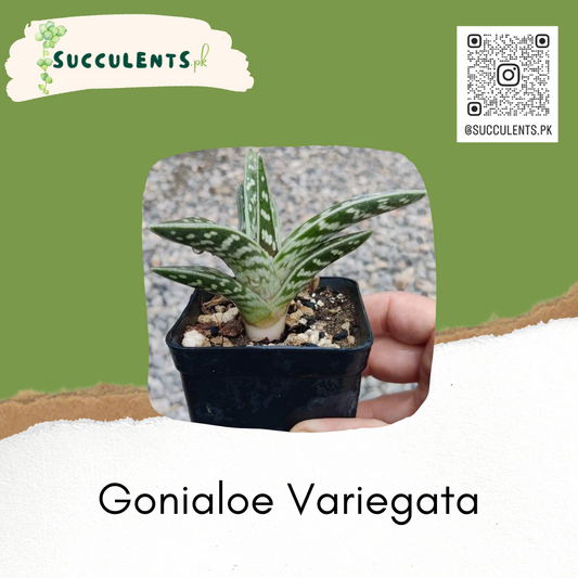 Gonialoe Variegata