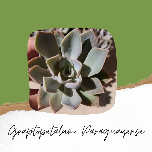 Graptopetalum Paraguayense- Succulent Plant- Live