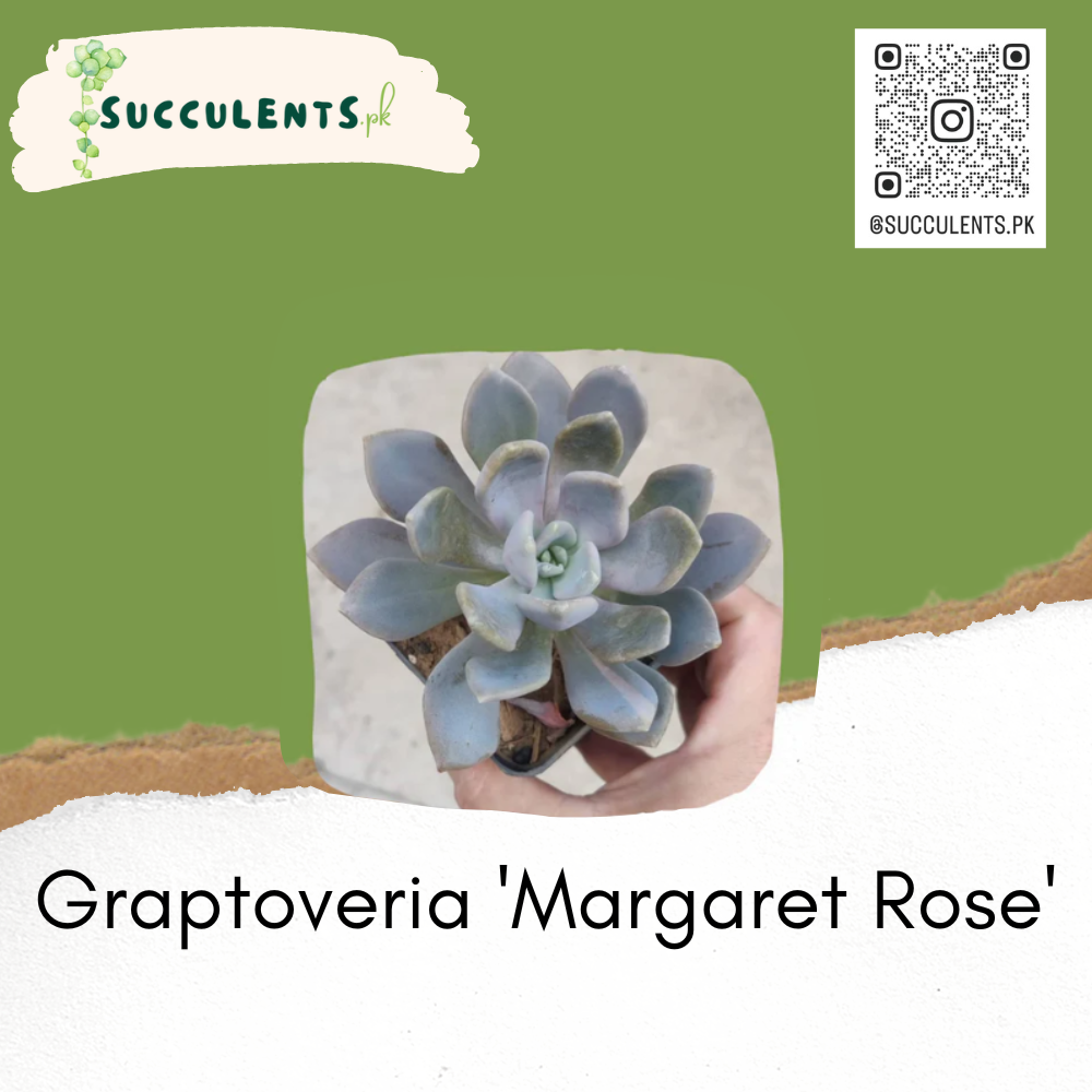 Graptoveria 'Margaret Rose'