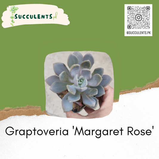 Graptoveria 'Margaret Rose'