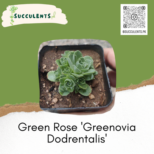 Green Rose 'Greenovia Dodrentalis'