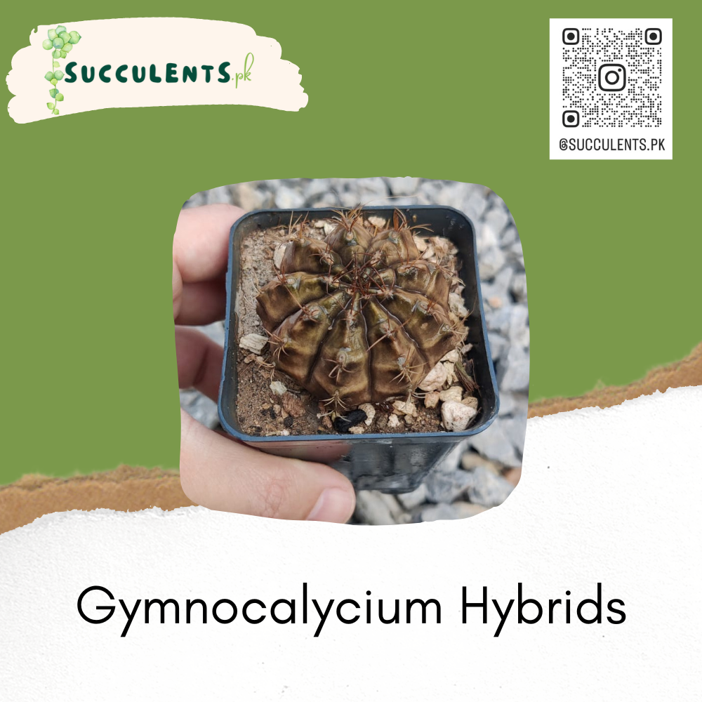 Gymnocalycium Hybrids Cactus