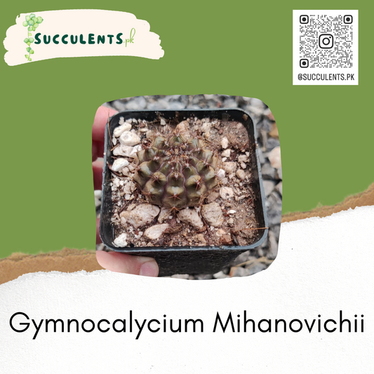 Gymnocalycium Mihanovichii Cactus