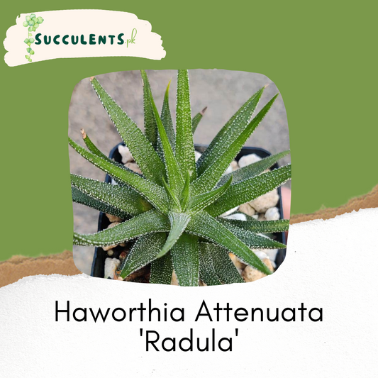 Haworthia Attenuata 'Radula'