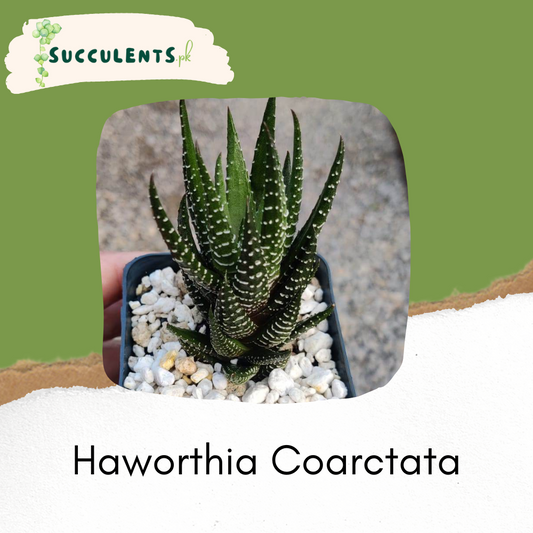 Haworthia Coarctata