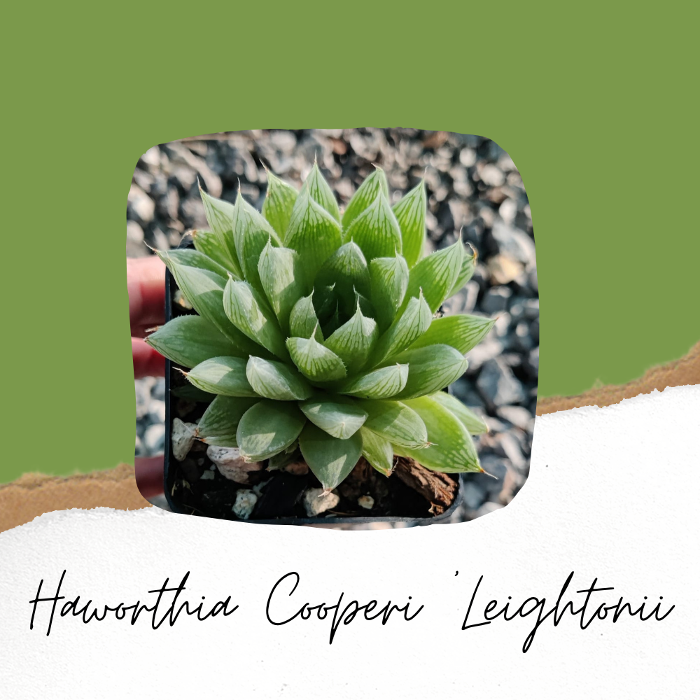 Haworthia Cooperi Leightonii