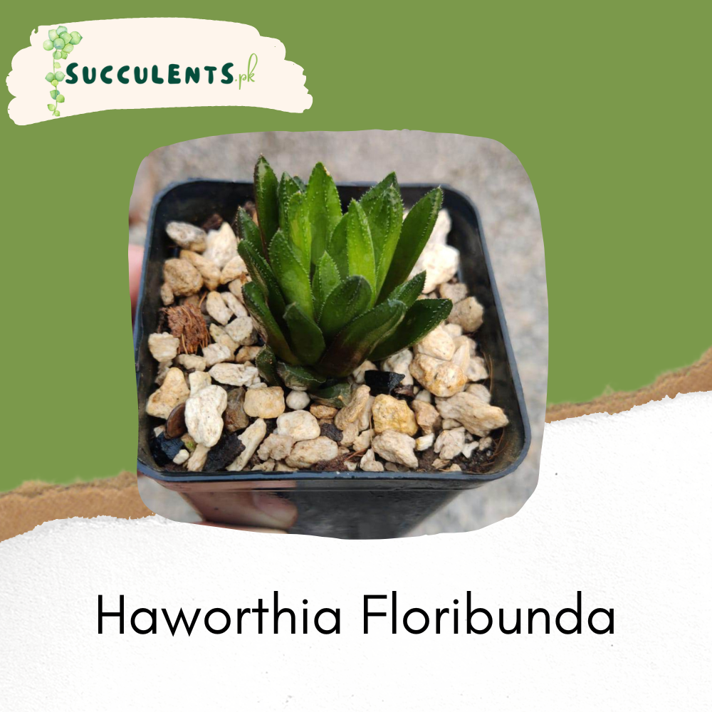 Haworthia Floribunda