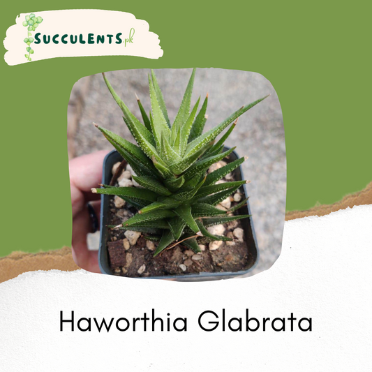 Haworthia Glabrata