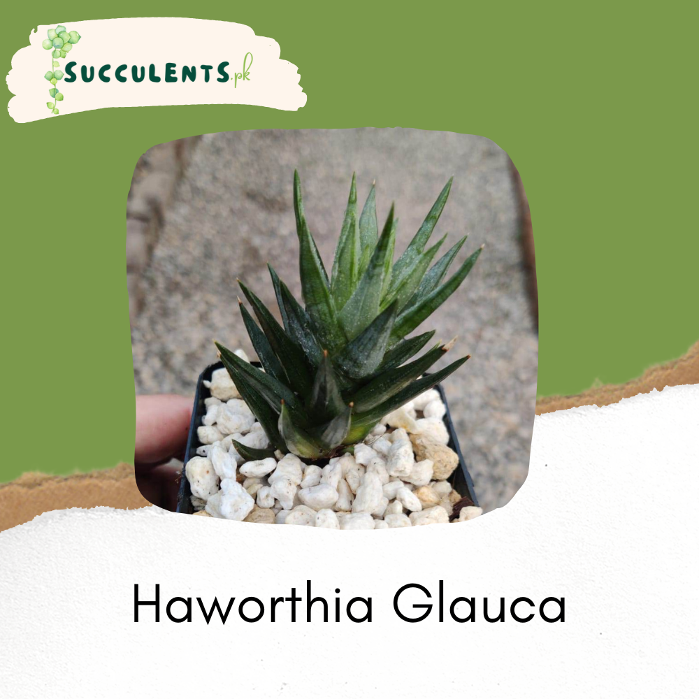 Haworthia Glauca