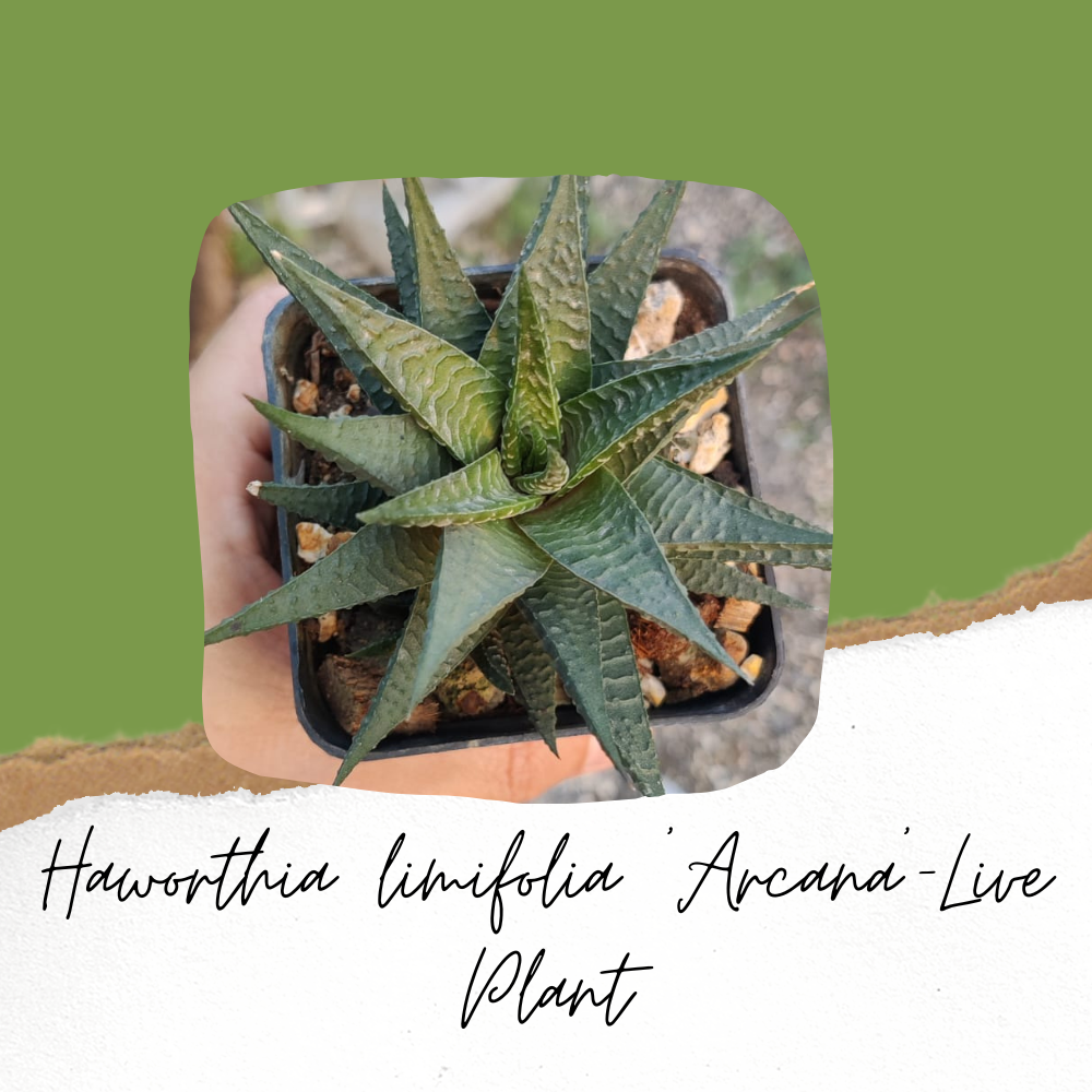 Haworthia limifolia 'Arcana'-Live Plant