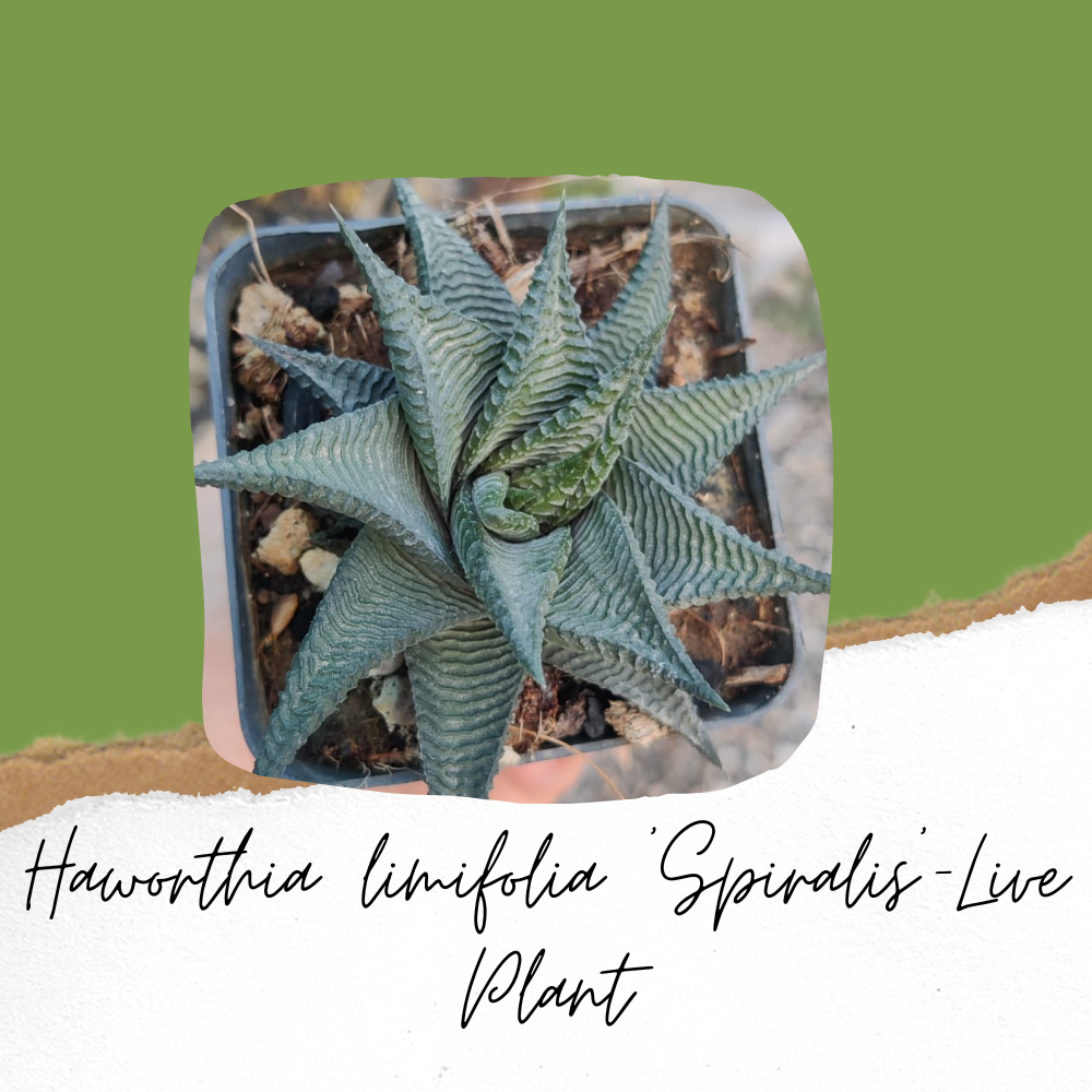 Haworthia limifolia 'Spiralis'-Live Plant