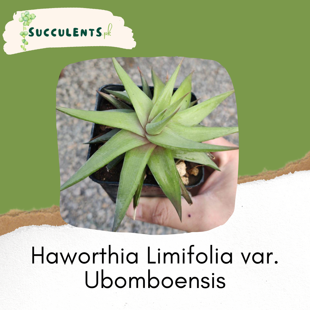 Haworthia Limifolia var. Ubomboensis