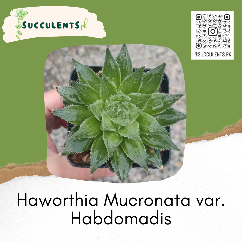 Haworthia Mucronata var. Habdomadis