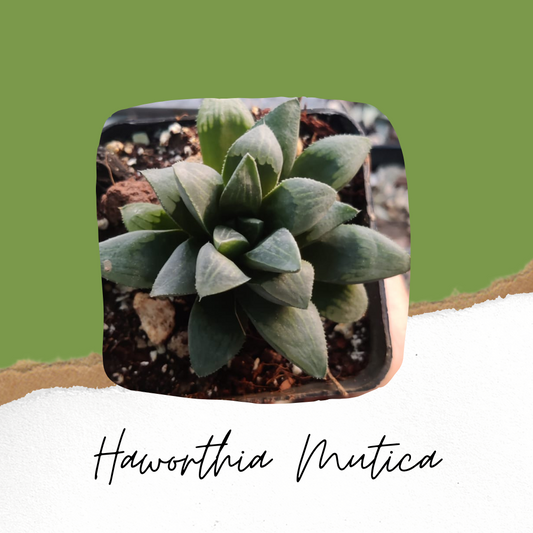 Haworthia Mutica var. Mutica