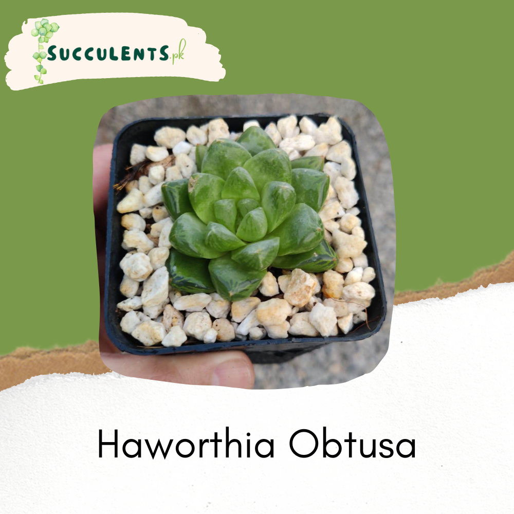 Haworthia Obtusa